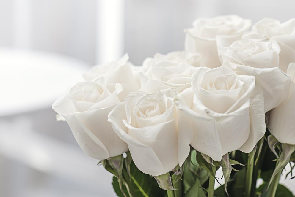 White roses 