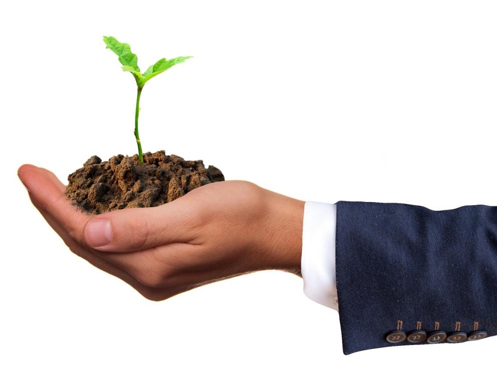 hand holding a green plant