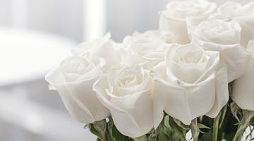 White roses 